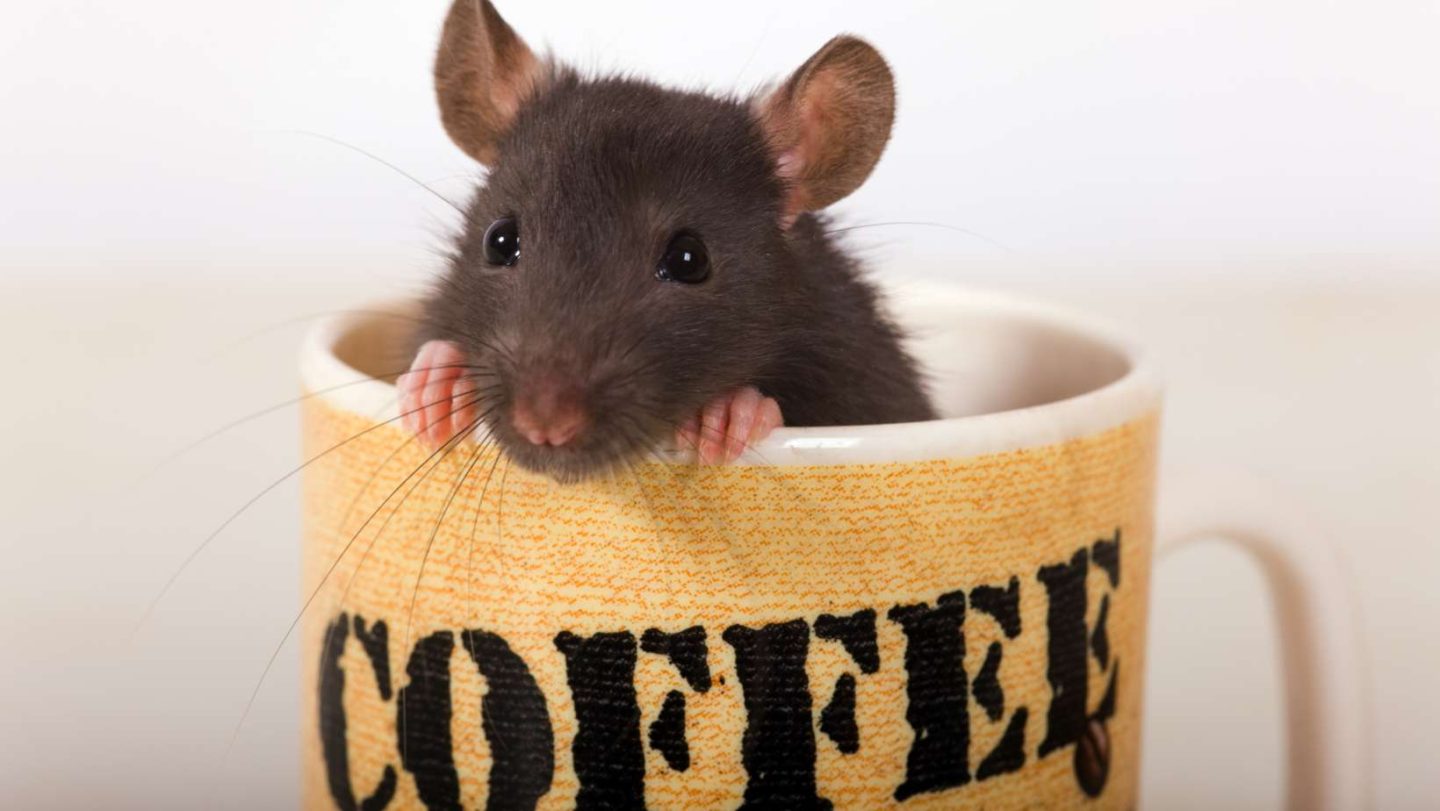 do coffee grounds attract rats - rat in a coffee mug